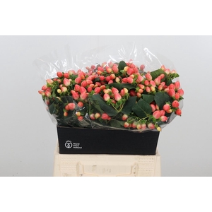 Hyp Mag Roy Princess