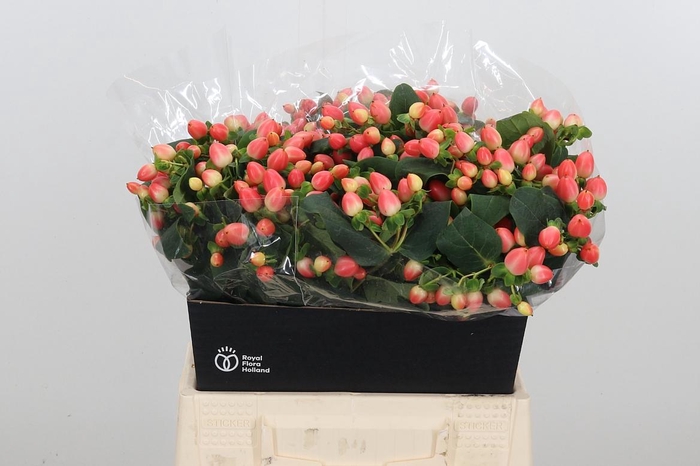 <h4>Hyp Mag Roy Princess</h4>