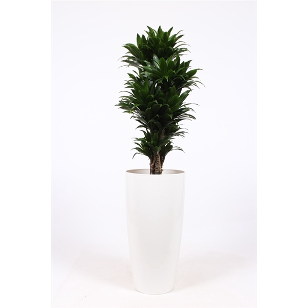 <h4>Dracaena Compacta in Santorini pot "wit"</h4>