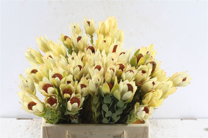 <h4>Leucad Disc Pom-pom Red</h4>