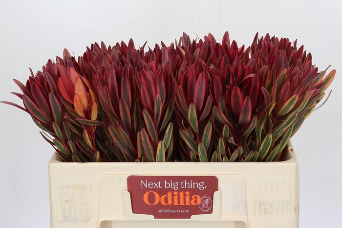 <h4>Leucadendron Jester</h4>