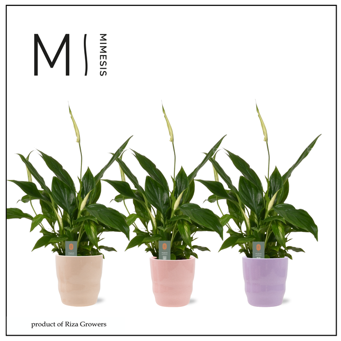 <h4>Spathiphyllum Chopin Charming - 9cm in Athena | Mimesis</h4>
