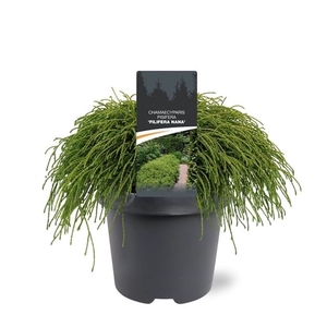 Chamaecyparis pis. 'Filifera Nana'