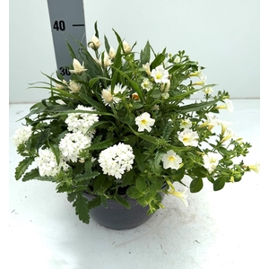 PERKPL GEM IN POT