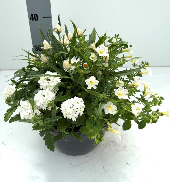 <h4>PERKPL GEM IN POT</h4>