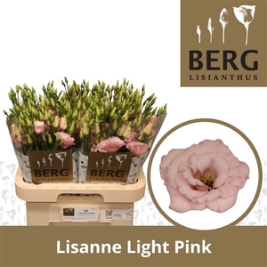 Eust Lisanne Light Pink