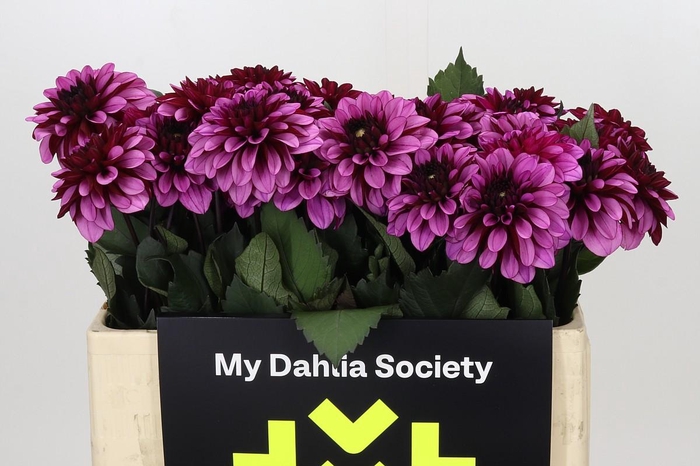 Dahlia Melissa Anne Marijke