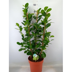 Ficus microcarpa 'Moclame'