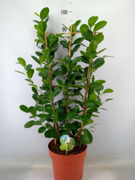 <h4>Ficus microcarpa 'Moclame'</h4>