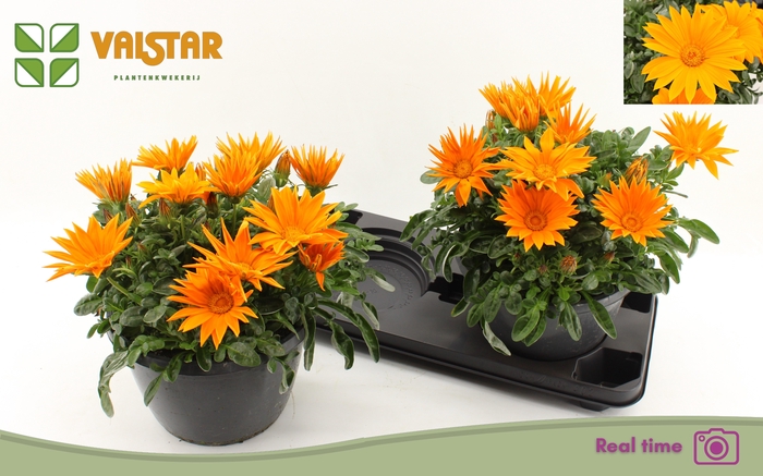 <h4>GAZ R DEEP ORANGE</h4>