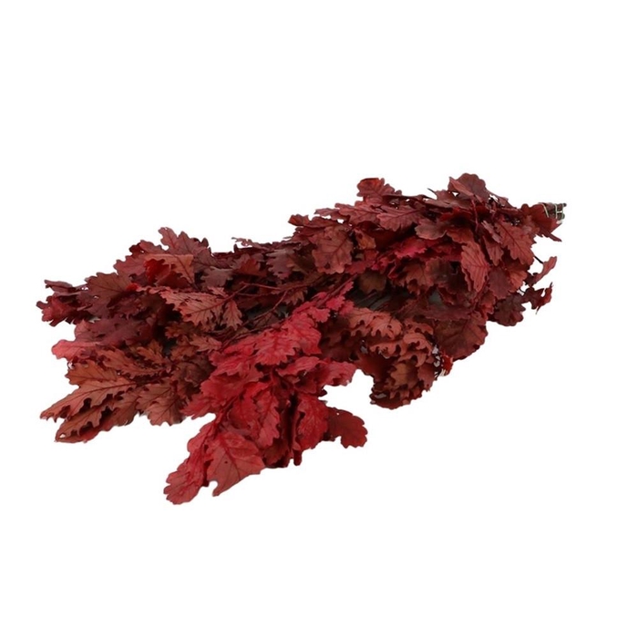 <h4>Preserved Oak 55cm 200g</h4>