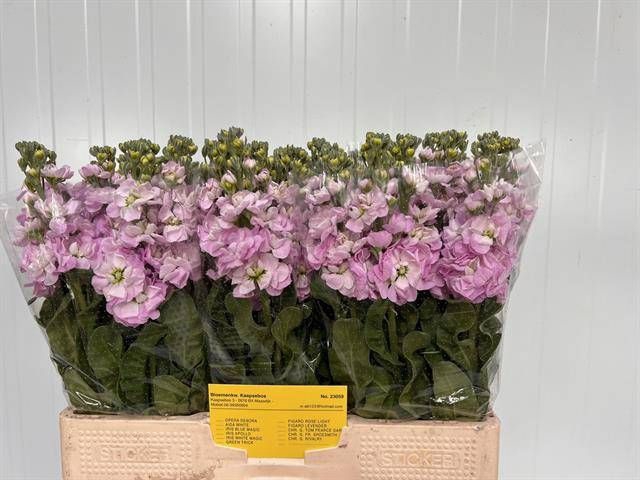 <h4>MATTH FIGARO L ROSE</h4>