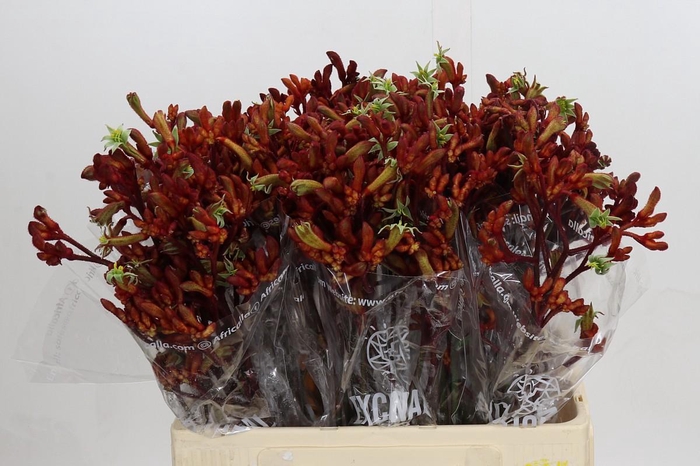 <h4>Kangaroo Paw Early Spring Indoor</h4>