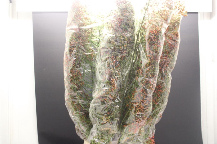 <h4>Rosa Corallo Oranje 150 Cm</h4>