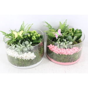 arr2 PL - Glas cilinder laag - roze/wit