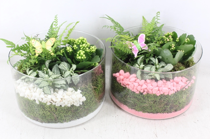 Arr2 Pl - Glas Cilinder Laag - Roze/wit