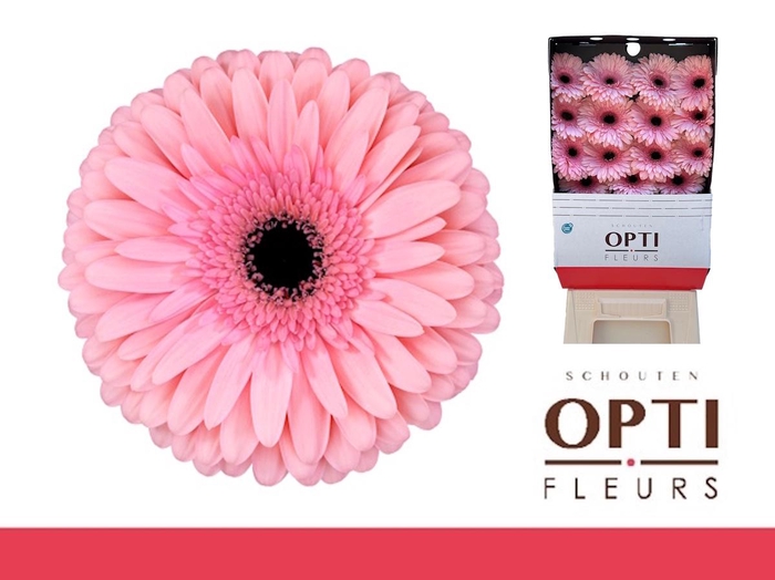 <h4>Gerbera Estrella Diamond</h4>