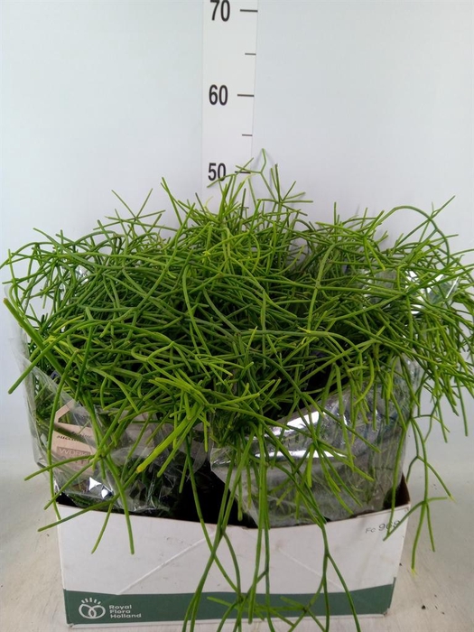 <h4>Rhipsalis   ...</h4>