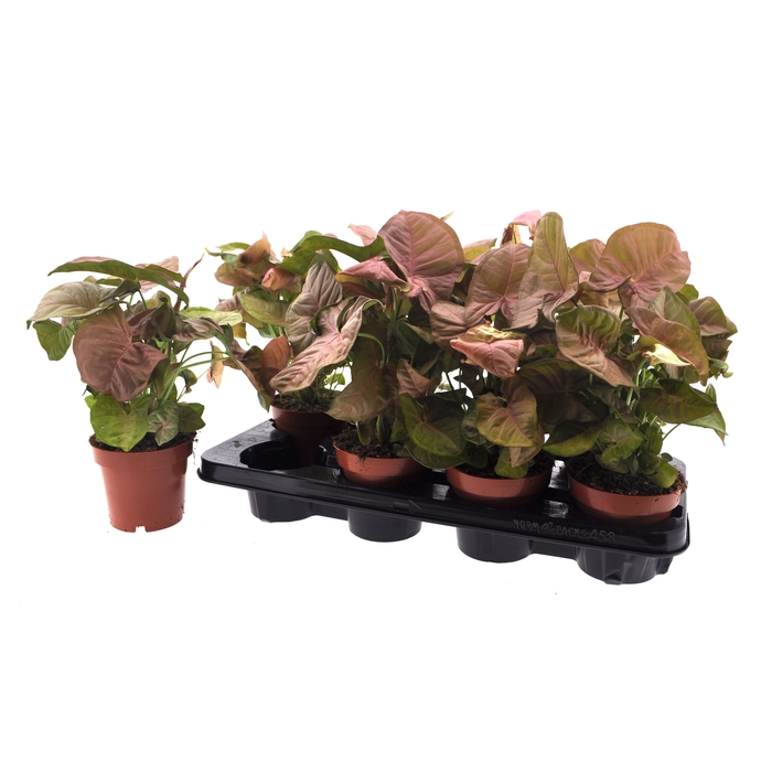 <h4>Syngonium podophyllum 12Ø 25cm</h4>