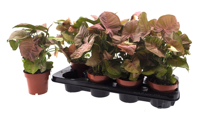 <h4>SYNG PODOPHYLLUM</h4>