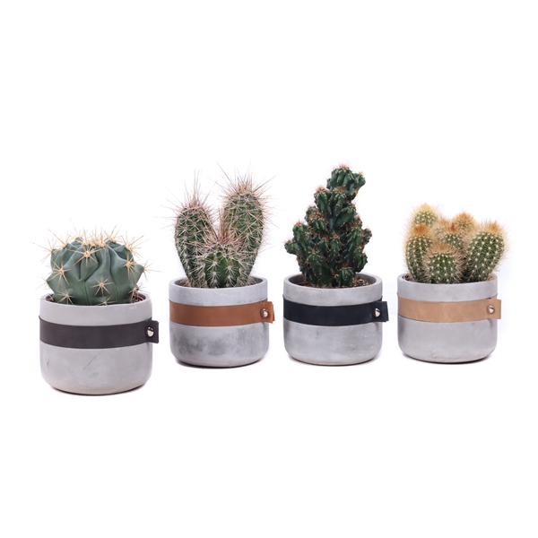 <h4>Cactus mix 10,5 cm in Bali sierpot</h4>