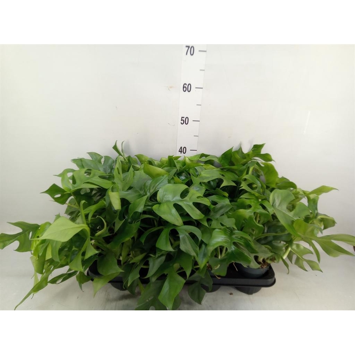 <h4>Monstera   ...</h4>