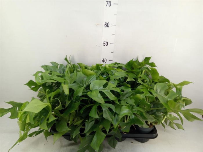 <h4>Monstera   ...</h4>