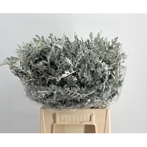 Senecio Cineraria Maritima Extra
