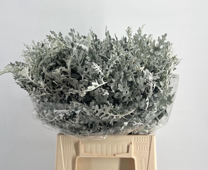 <h4>Senecio Cineraria Maritima</h4>