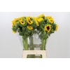 Helianthus Orange Fire