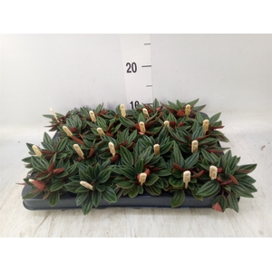 Peperomia caperata 'Rosso'