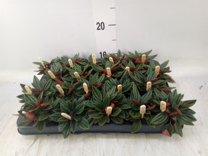 <h4>Peperomia caperata 'Rosso'</h4>