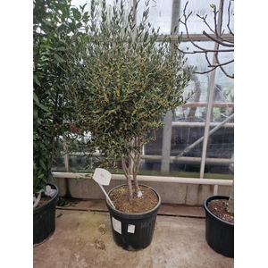 PHILLYREA AN GR LINE