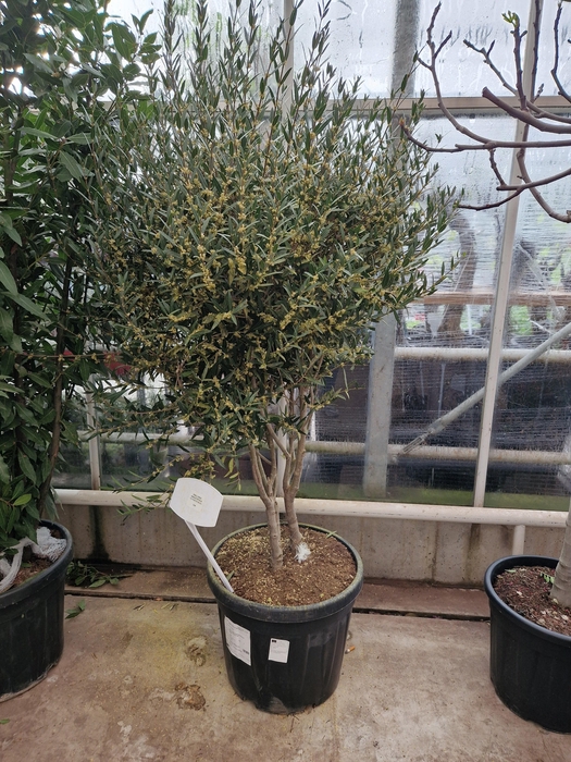 <h4>PHILLYREA AN GR LINE</h4>