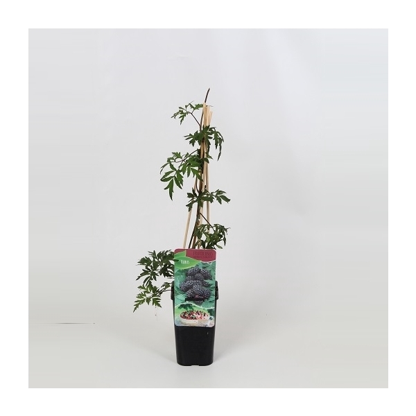 <h4>Rubus Thornless Evergreen</h4>