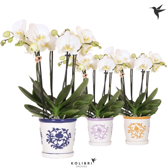 <h4>Kolibri Orchids Phalaenopsis Jewel Ghent 4 spike in Malaga pot mix</h4>
