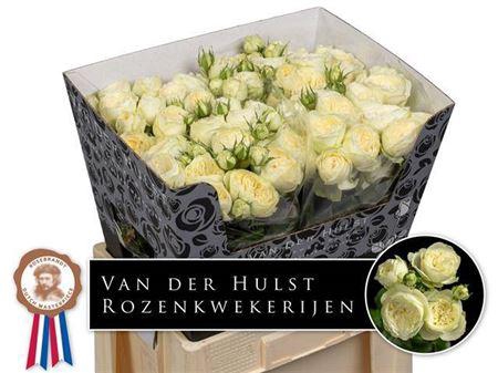 <h4>R Tr Ayala!</h4>