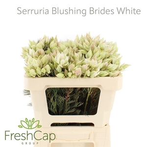 Serruria florida