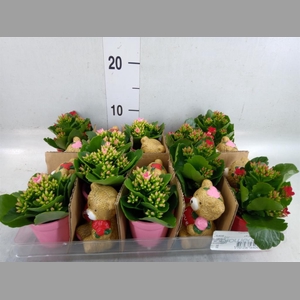 Kalanchoe   ...
