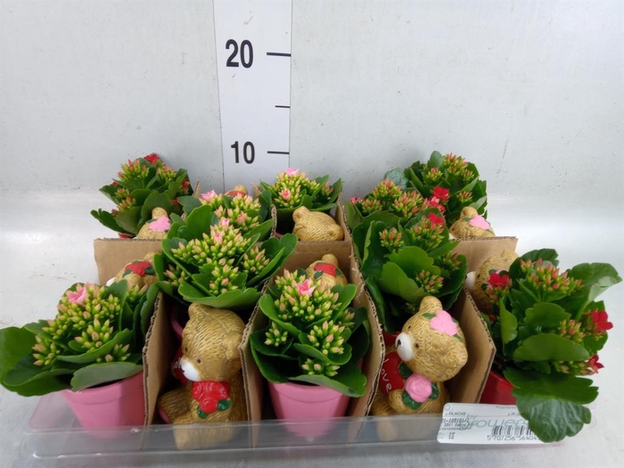 <h4>Kalanchoe   ...</h4>