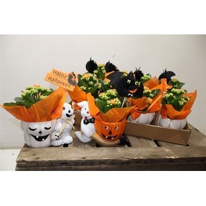 arr8 Arr Kamerpl In Keramiek Holoween