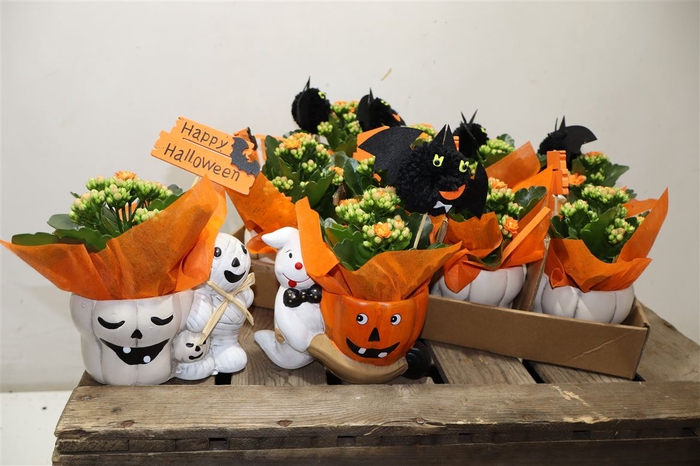 <h4>arr8 Arr Kamerpl In Keramiek Holoween</h4>