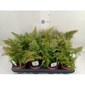 Dryopteris erythrosora