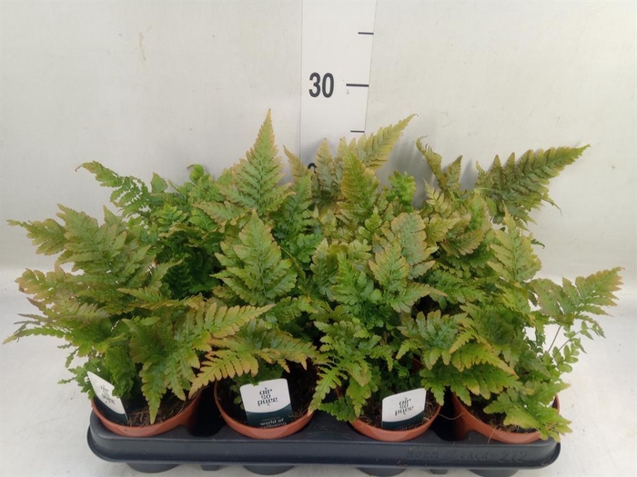 Dryopteris erythrosora