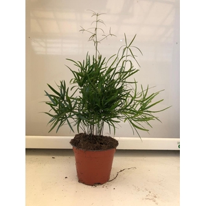 ASPARAGUS FALCATUS p12