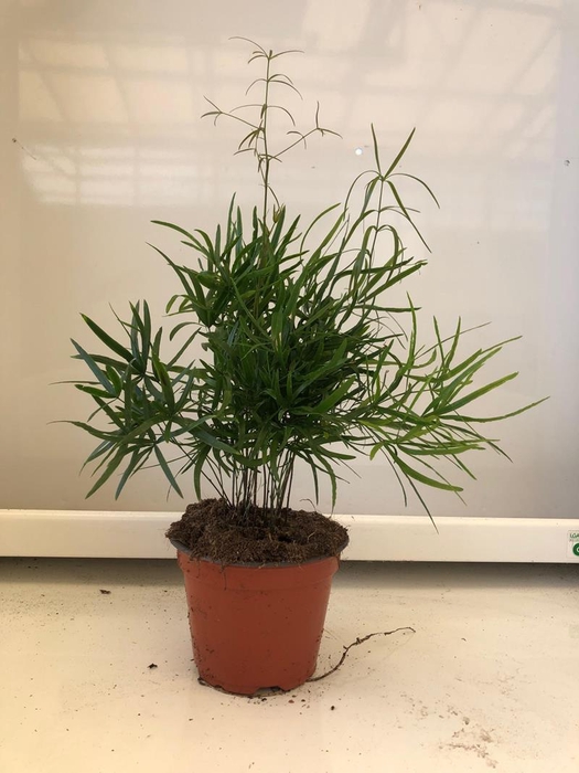 <h4>ASPARAGUS FALCATUS p12</h4>