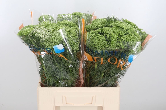 <h4>Ammi visnaga</h4>