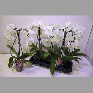 Phal An Glasgow Umbrella