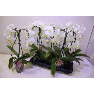 Phal An Glasgow Umbrella