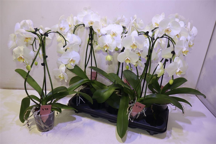 <h4>Phal An Glasgow Umbrella</h4>